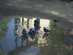 Columba livia domestica