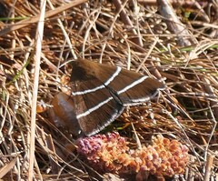 Argyrostrotis quadrifilaris