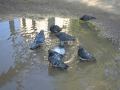 Columba livia domestica