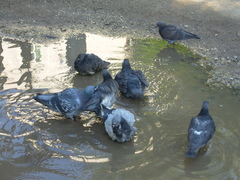 Columba livia domestica