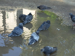 Columba livia domestica