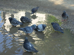Columba livia domestica