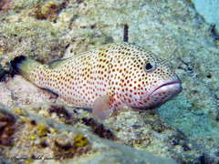 Epinephelus guttatus