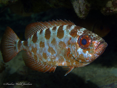 Heteropriacanthus cruentatus