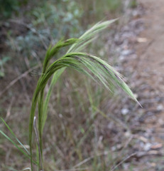 Aristida riparia