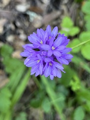 Dichelostemma