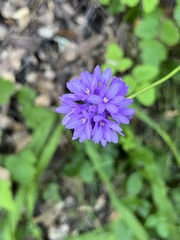 Dichelostemma