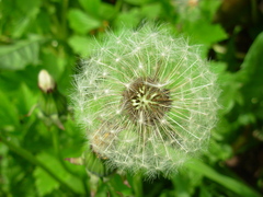 Taraxacum officinale