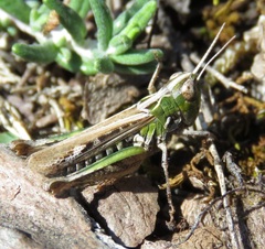 Omocestus petraeus