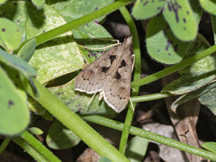 Mecyna asinalis