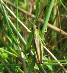 Pseudochorthippus montanus