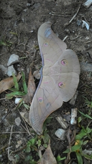 Antheraea roylei