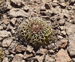 Parodia erinaceus