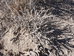 Artemisia spinescens