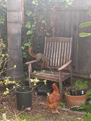 Sciurus niger