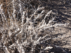 Artemisia spinescens