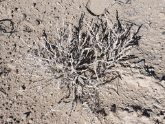 Artemisia spinescens