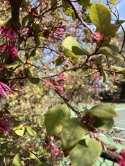 Loropetalum chinense