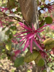 Loropetalum chinense