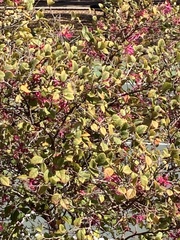 Loropetalum chinense