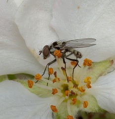 Anthomyia oculifera