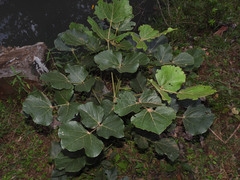 Erythrina abyssinica