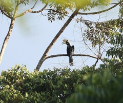 Anthracoceros malayanus