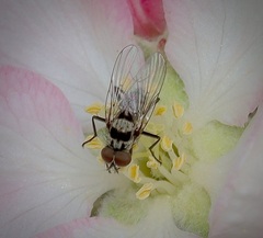 Anthomyia oculifera