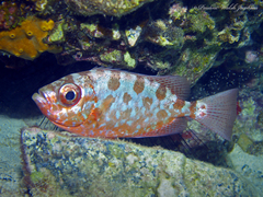 Heteropriacanthus cruentatus