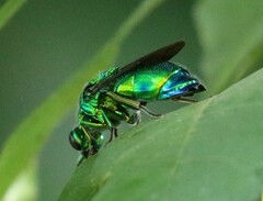 Chrysis lincea