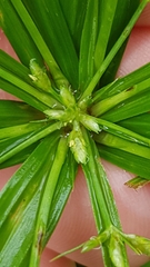 Cyperus laxus