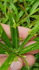 Cyperus laxus