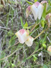 Calochortus albus
