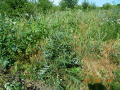 Cirsium ukranicum
