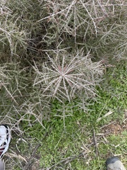 Condalia warnockii