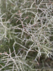 Condalia warnockii
