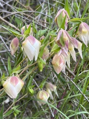 Calochortus albus