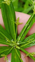 Cyperus laxus