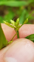 Cyperus laxus