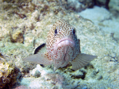 Epinephelus guttatus