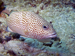 Epinephelus guttatus