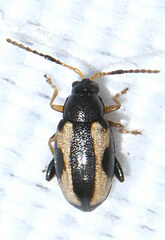 Phyllotreta