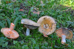 Lactarius semisanguifluus