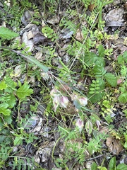 Calochortus albus