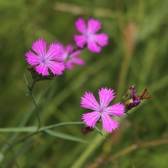 Dianthus chinensis