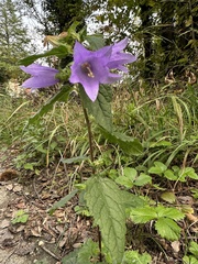Campanula