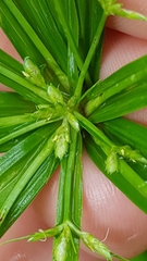Cyperus laxus