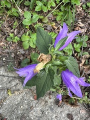Campanula