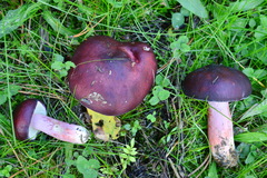 Russula torulosa