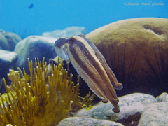 Octopus americanus